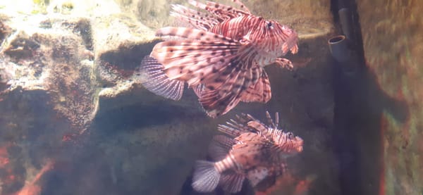 Terminolojiyi Doğru Anlamak: Poison ve Venom.