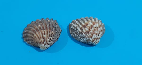 Seshells of Different Types and Structures